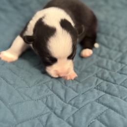 Red - Black and tan male Pembroke Welsh Corgi puppy in Early, Texas from Mitchell Corgis