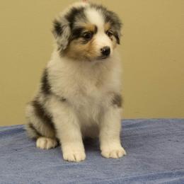Australian Shepherd Puppies from CoralBlitz Australian Shepherd