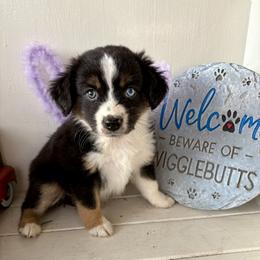 Dublin - Black tri female Miniature Australian Shepherd puppy in Nashville, Tennessee from Little B’s Aussies