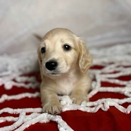 Pecan - Cream male Dachshund puppy in Kingman, Arizona from Diddle Bros Dachshunds