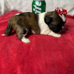 CKC Girl 2 - Brindle and white female Shih Tzu puppy in Houston, Texas from Paws n Claws