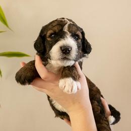 Delilah - Sable female Bernedoodle puppy in New River, Arizona from Sonoran Standard Doodles