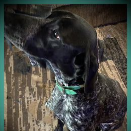 Abby - German Shorthaired Pointer