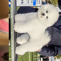 Chardonnay - Bichon Frise