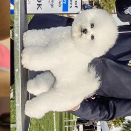 Chardonnay - Bichon Frise