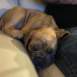 Cane Corso from Edwin Jody Thomas