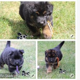 Poppy, Sage and Violet 1 - Black and red female German Shepherd puppy in Spencer, Wisconsin from T Double B LLC