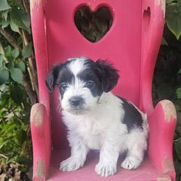 Boy 1 - Black & white male Maltipoo puppy in Nampa, Idaho from Dawn's Maltipoos