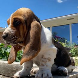 Basset Hound Puppies from On My Way 2U Acres