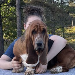 Hermione - Basset Hound