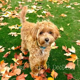 Cavapoos, Goldendoodles, and Poodles from Picture Perfect Doodles