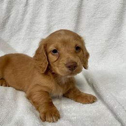 Dachshund and Miniature Schnauzer Puppies from The Bossy Doxie Farm