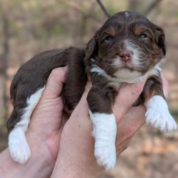 Moe - Tri-color male Cavapoo puppy in Coshocton, Ohio from Forever Family Puppies