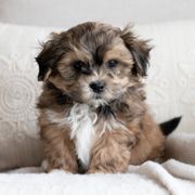 Maltipoo, Shichon, and Shihpoo Puppies from Timbercreek Puppies