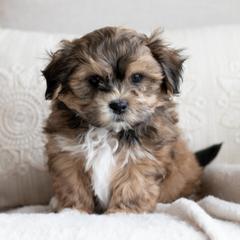 Maltipoo, Shichon, and Shihpoo Puppies from Timbercreek Puppies