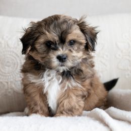 Maltipoo, Shichon, and Shihpoo Puppies from Timbercreek Puppies