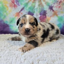 Hank - Blue merle male Miniature Australian Shepherd puppy in Church Hill, Tennessee from Hippie Dog Haven