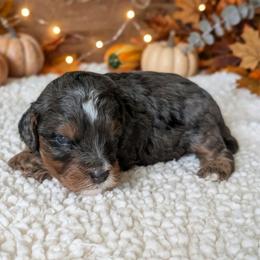 S'mores - Black and tan male Cavapoo puppy in Sparta, Missouri from Sis' Doodles & Poodles