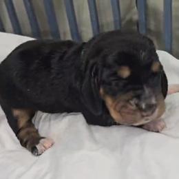 Basset Hound Puppies from Buck Wild 4 Bassets