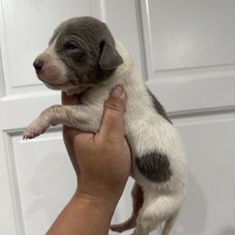 Sarra - Silver female Great Dane puppy in Florida from Beachside Kennels