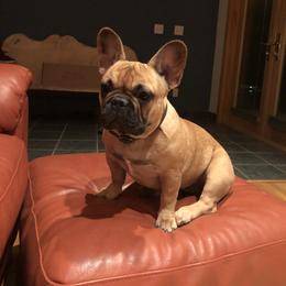 French Bulldog Puppies from Oregon Frenchie Paradise
