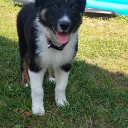Border Collie All Grown Up from Hatfield Border Collies