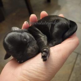 Yorkshire Terrier Puppies from Copper State Yorkies