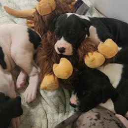 Girl 2 - Mantle female Great Dane puppy in Gig Harbor, Washington from Lakaya Danes