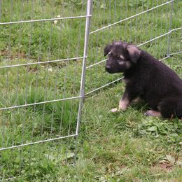 Shiloh Shepherd Puppies from Solace Shilohs