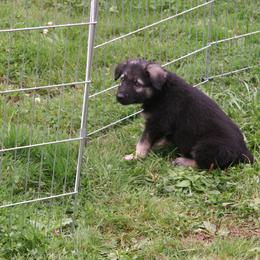 Shiloh Shepherd Puppies from Solace Shilohs