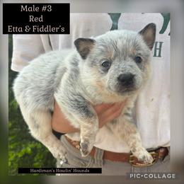 Boy 3 - Blue male Australian Cattle Dog puppy in Dillwyn, Virginia from Hardiman’s Howlin’ Hounds