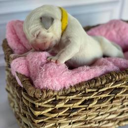 Yellow - Yellow female Labrador Retriever puppy in Houston, Texas from Alpha English Labs
