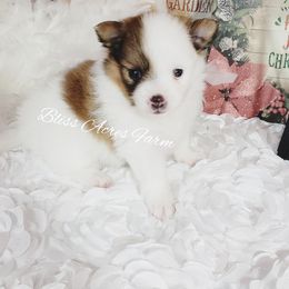 Chihuahua and Pomeranian Puppies from Bliss Acres Farm