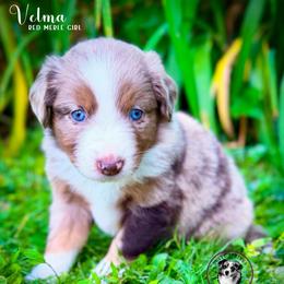 Velma - Red merle female Miniature Australian Shepherd puppy in York, Pennsylvania from Dusty Spring Australian Shepherds, LLC