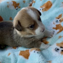 AKC Stella Rose - Red Pembroke Welsh Corgi puppy in Parsons, Tennessee from Classy Country Corgis