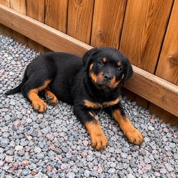 Storm - Black and mahogany female Rottweiler puppy in Parker, Colorado from Denver Rotties