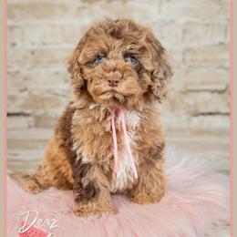 Playa - Merle female Cockapoo puppy in Connersville, Indiana from Deaz Doodle Ranch