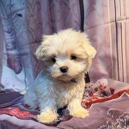 Rosie - White female Maltese puppy in Chariton, Iowa from Mia Lucky Home