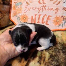SPLASH 6 - Black parti male Pomeranian puppy in Lore City, Ohio from Tonia's Pomeranians