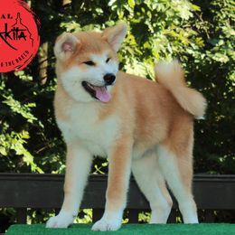Boy 4 - Red male Japanese Akitainu puppy in Maryland from Capital Akita