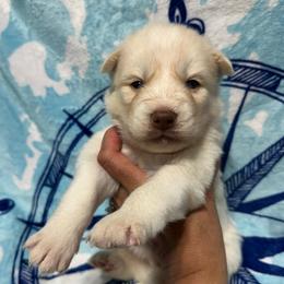 AKC Nutmeg - White male Siberian Husky puppy in Centreville, Maryland from Huskies By the Bay