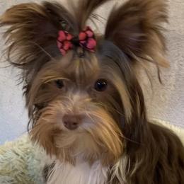 Penny - Yorkshire Terrier