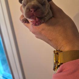 Girl 1 - Blue female French Bulldog puppy in Salina, Kansas from Peace Love frenchies