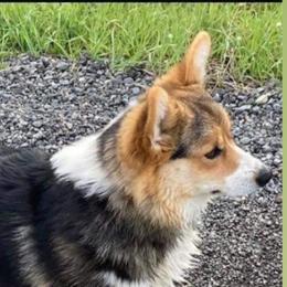 Pooh Bear - Pembroke Welsh Corgi