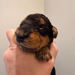 Baby Girl Blue - Black and tan female Airedale Terrier puppy in Mooresville, North Carolina from Farm 55