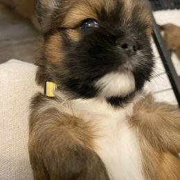Lhasa Apso Puppies from Lhasa Apso Doggy Stylez Fl