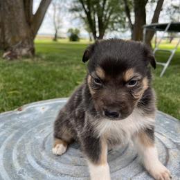 American Corgi and Australian Shepherd Puppies from KC Bar