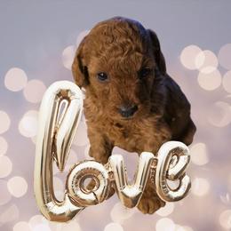 Poodle puppies from Symphony Miniature Poodles