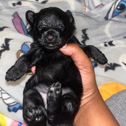 Froggy 2000 - Black and tan male Yorkshire Terrier puppy in Gastonia, North Carolina from Banks Dynasty Kennel