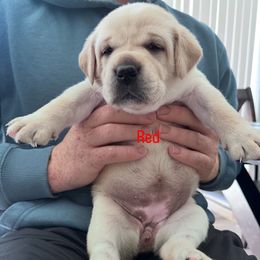 Red - Yellow female Labrador Retriever puppy in Temecula, California from Oak Valley Labradors